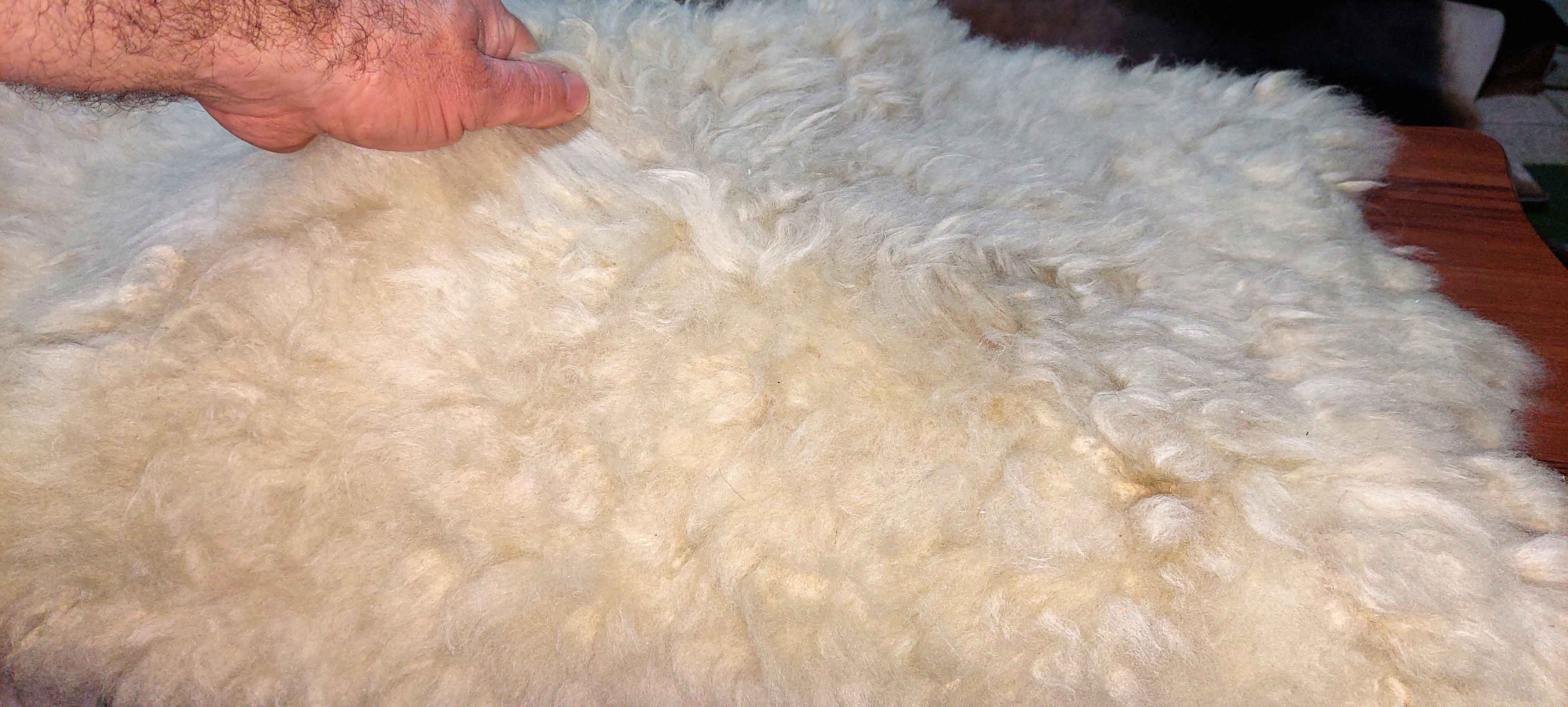 پوست گوسفند