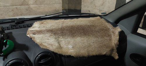 پوست سمور خزدار