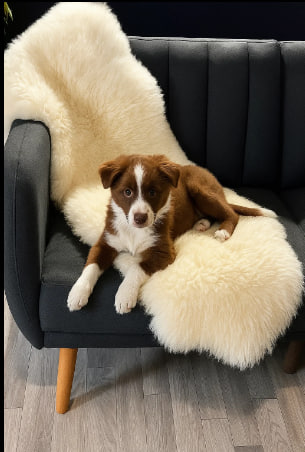 پوست گوسفند دباغی شده