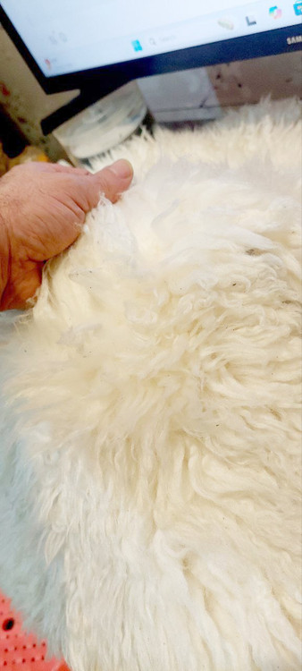 پوست گوسفندی دباغی شده