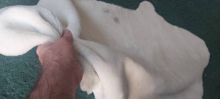 پوست گوسفندی دباغی شده