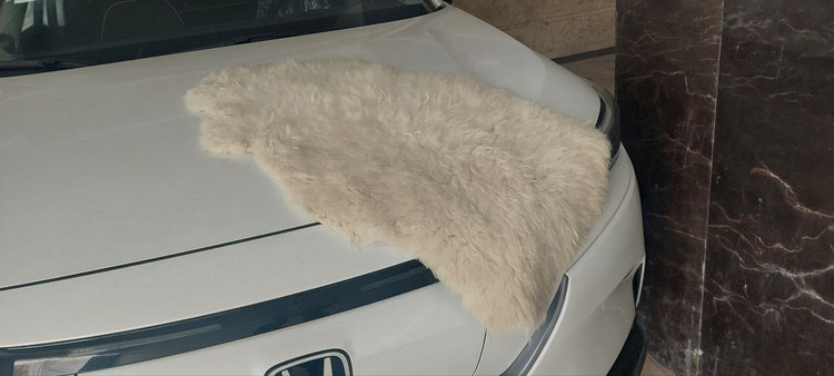 پوست گوسفند دباغی شده