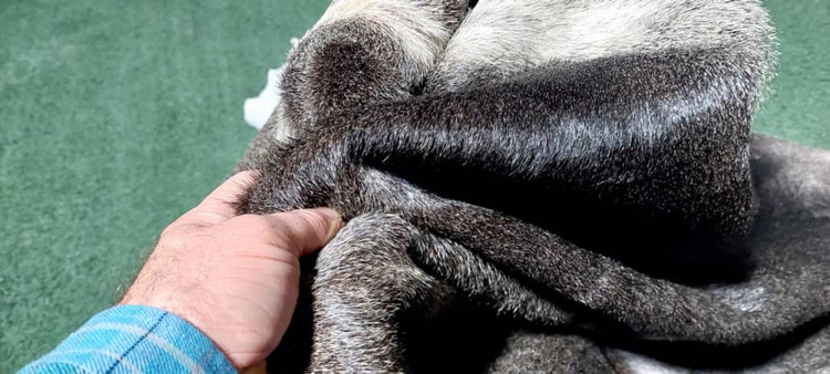 پوست گاو دباغی شده