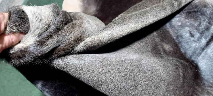 پوست گاو دباغی شده