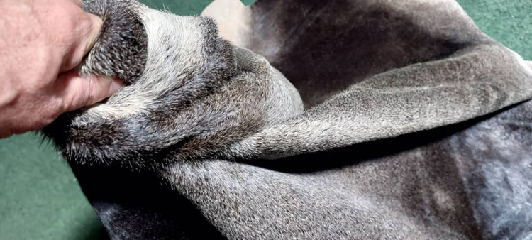 پوست گاو دباغی شده