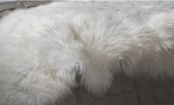 پوست گوسفند دباغی شده